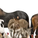 boerderijdieren