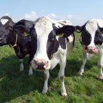 boerderijdieren