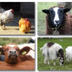 boerderijdieren