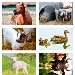 boerderijdieren