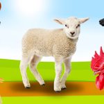 boerderijdieren