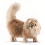 knuffel kat