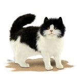 knuffel kat