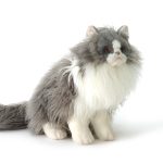 knuffel kat